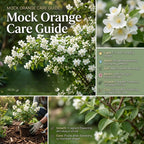 Mock Orange Shrub, 4-6" Potted Plant Starter, High-Vigor Cold-Hardy Bush for Backyard Gardens, Beautiful White Blossoms & Growth Habit