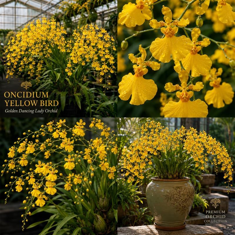2 Yellow Oncidium Orchid, Dancing Lady Flower Plant, Vigorous Tropical Indoor Houseplant, Bright Yellow Blooms for Garden & Balcony