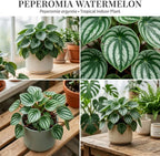 Watermelon Peperomia Plant Live Indoor, Peperomia Argyreia Plant in 4'' Inch Pot, Low-Maintenance Peperomia Live Plant, Ideal Plant for Home & Office