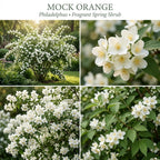 Mock Orange Shrub, 4-6" Potted Plant Starter, High-Vigor Cold-Hardy Bush for Backyard Gardens, Beautiful White Blossoms & Growth Habit