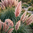 2 Pink Pampas Grass Live Plant, Cortaderia Selloana, Well-Rooted 4" Potted Plant for Privacy Screens and Sunny Spots