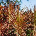 Dragon Tree Live Plant, Dracaena Marginata in 6 Inch Pot, Easy to Maintain Indoor Houseplant, Suitable for Home & Office Décor, Great Birthday Gift