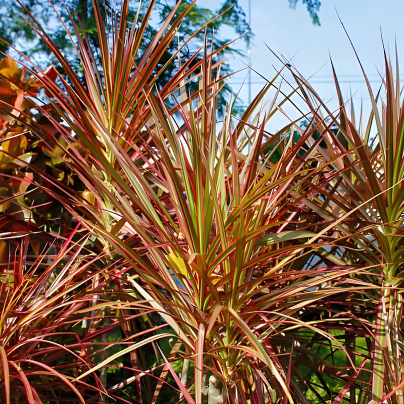 Dragon Tree Live Plant, Dracaena Marginata in 6 Inch Pot, Easy to Maintain Indoor Houseplant, Suitable for Home & Office Décor, Great Birthday Gift