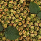 Hazelnut Tree, 6-10" Tall Plant, Cold-Hardy Shrub for Sweet Autumn Harvests - Sturdy Growth for Privacy Screens