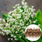 20 Lilly of The Valley Bare Roots for Planting, Easy Care Lilly of The Valley Plant Roots, Bell Shaped and Fragrant Flowers for Outdoors Indoors
