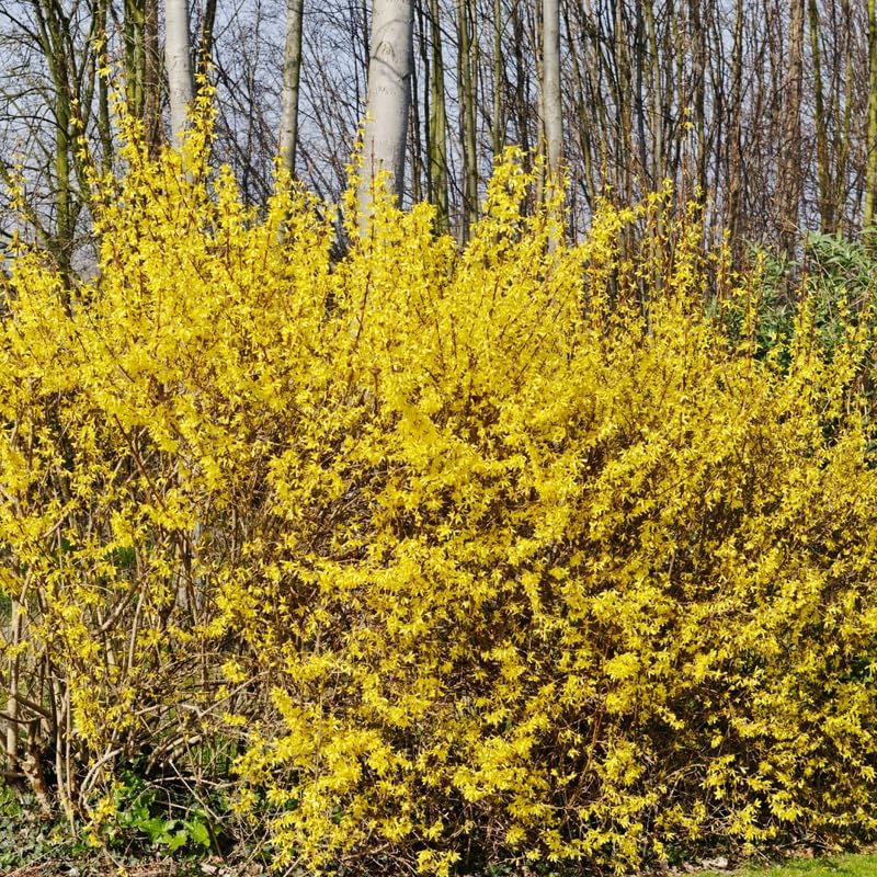 2 Lynwood Gold Forsythia Live Plant – 10 to 12 Inch Tall | Hardy Outdoor Flowering Shrub with Brilliant Yellow Blooms | Fast-Growing Live Hedge or Border Plant