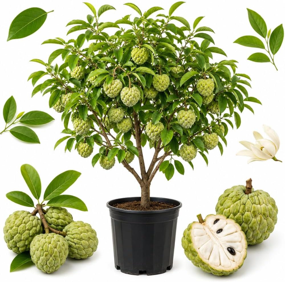 Green Sugar Apple Tree Live Plant, 2-3 Ft Tall in 3 Gallon Pot, Low Maintenance Tropical Fruit Tree for Backyard Orchard (No Ship to CA, HI, AK)