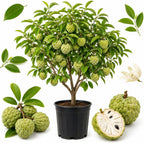 Green Sugar Apple Tree Live Plant, 2-3 Ft Tall in 3 Gallon Pot, Low Maintenance Tropical Fruit Tree for Backyard Orchard (No Ship to CA, HI, AK)