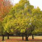 American Elm Native Trees Live Plant | Fast-Growing Cold Hardy Elm Tree for Landscaping | 6-12 Inc Live Tree for Yard, Garden & Windbreaks