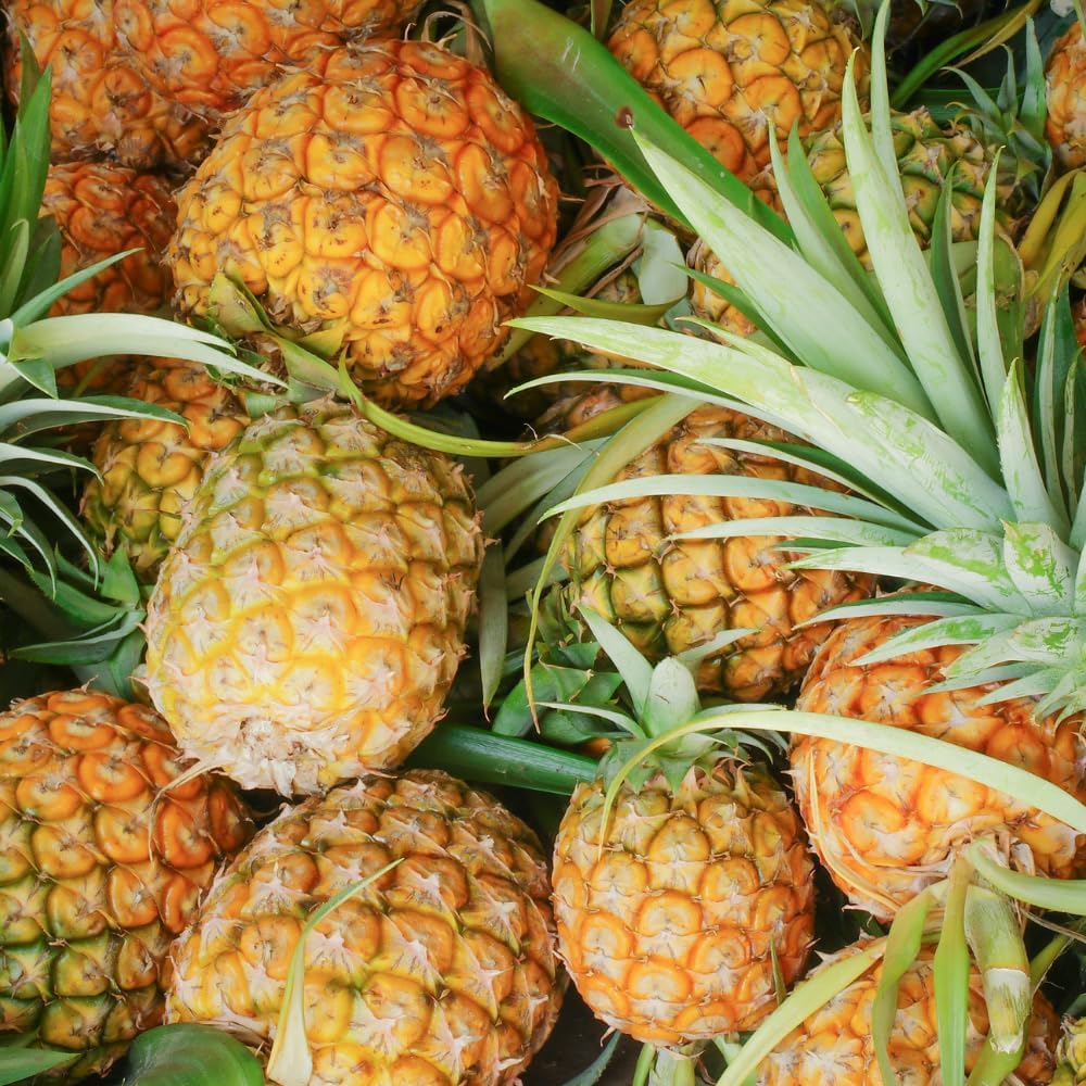 Pineapple Plant, 6" Pot, High-Vigor Low Maintenance Fruit Bush for Sunny Patios, Robust Sword-Like Green Foliage