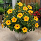 2 Tequila Tropical Hibiscus Plants Live, 6-10" Tall Hibiscus Tree (No Pot), Easy Care Perennial Flower Plant, Ideal for Gardens & Patio