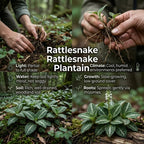 20 Downy Rattlesnake Plantain Root Systems Perennial, Vigorous Growth Habit with Showy White Flower Spikes for Home Landscapes