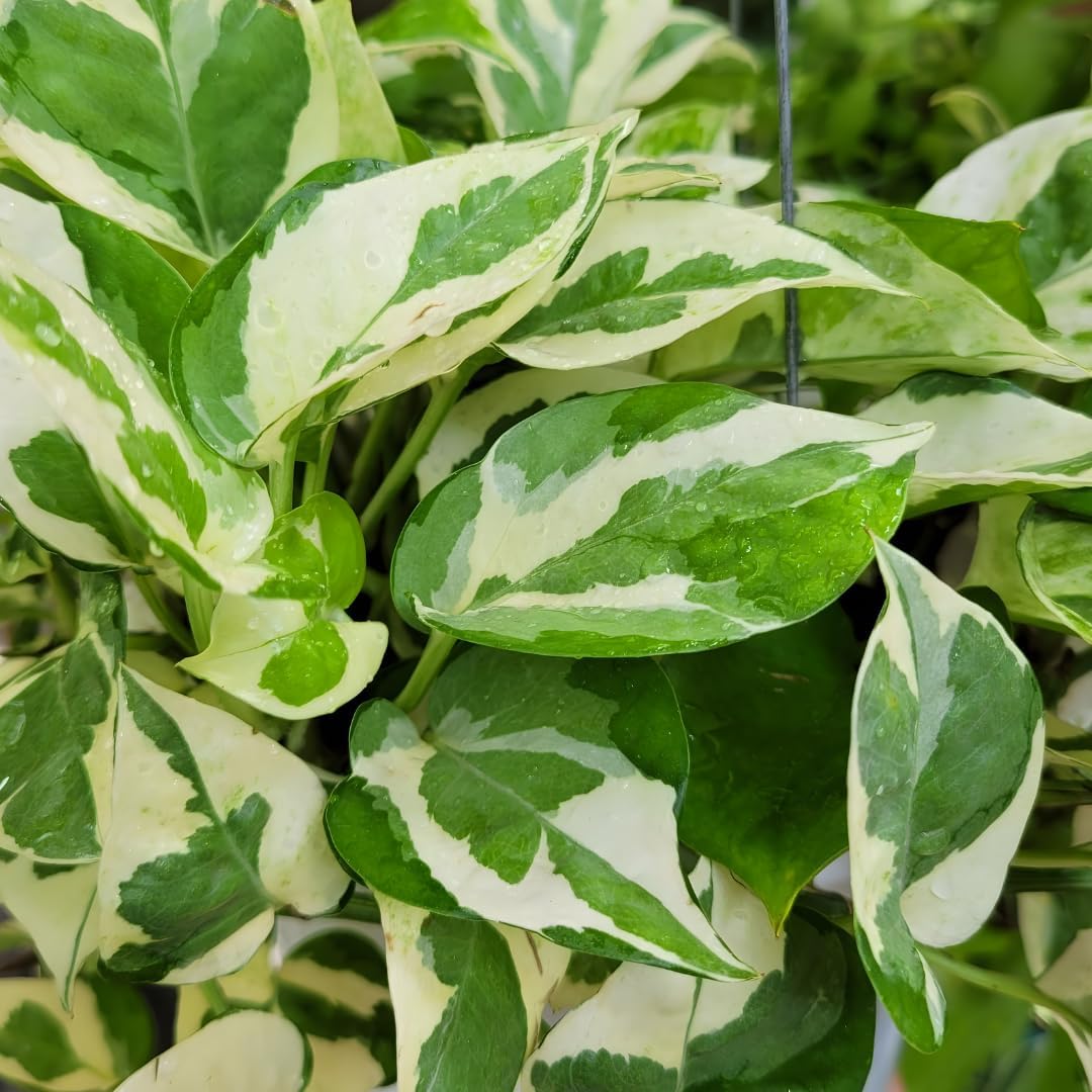 N’Joy Live Pothos Plant in 4 Inch Pot | Epipremnum Aureum Indoor Plant with Stunning White Variegation | Low Maintenance Pothos for Office & Indoor Garden Décor