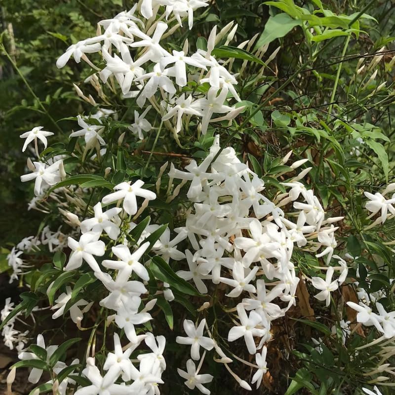 Downy Jasmine Plant Indoor Live | Fragrant White-Blooming Vine | Low Maintenance Live Jasmine Plant for Shelves, Desks & Balcony