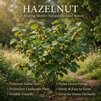 Hazelnut Tree Live Plant,6-10" Potted Nut Starter, Sturdy Cold-Hardy Edible Shrub for Home Landscapes, Sweet Crunchy Nuts & Low Maintenance Hedge