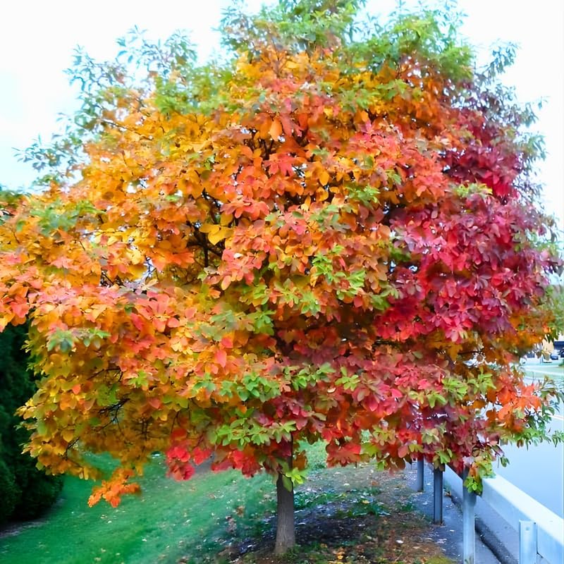 Set 2 Sassafras Tree Live Plant | Sassafras Trees 12–18 Inch Tall | Young Live Trees for Outdoor Growing, Landscape Design & Woodland Garden Planting