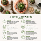 Live Cactus Plant Un Pico (Mammillaria Spinosissima), 4" Pot, Low Maintenance Rare Cactus, Drought Tolerant Houseplant for Indoor Décor, Windowsills & Succulent Collections