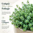2 Sedum Dasyphyllum Minor Succulent Plants, 4 Inch Pot Sedum Plant Live, Hardy, Easy Care Indoor Houseplant, Ideal for Home Décor & Gifts