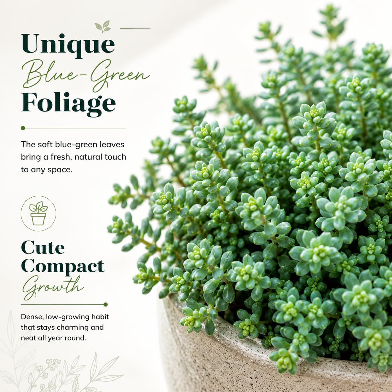 2 Sedum Dasyphyllum Minor Succulent Plants, 4 Inch Pot Sedum Plant Live, Hardy, Easy Care Indoor Houseplant, Ideal for Home Décor & Gifts
