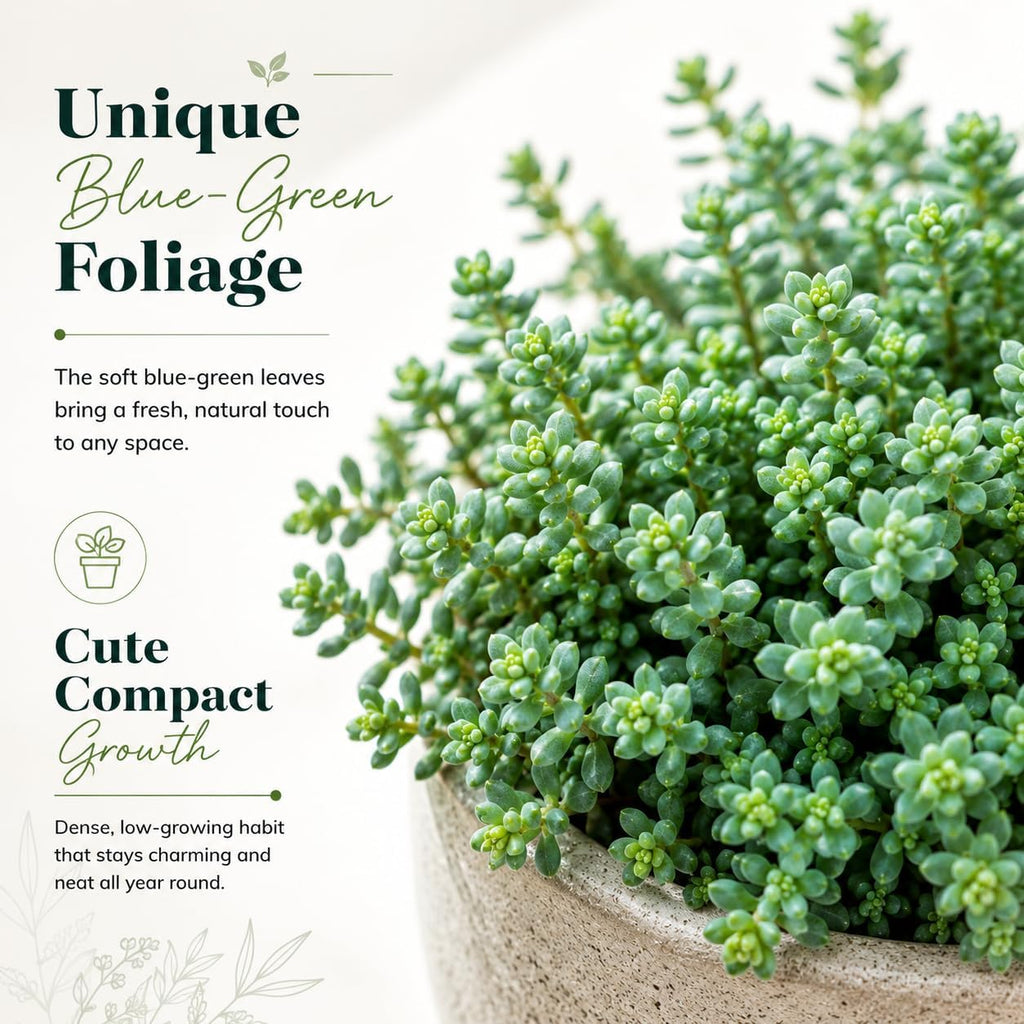 Sedum Dasyphyllum Minor Succulent Plant, 4 Inch Pot Sedum Plant Live, Fully Rooted, Drought-Tolerant, Low Maintenance Indoor Houseplant, Ideal for Home & Office Décor & Gifts