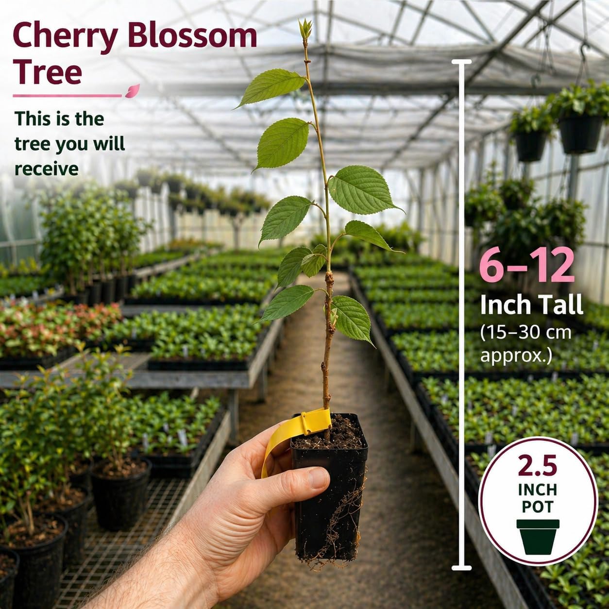2 Okame Cherry Blossom Tree, 6-12 Inch Tall, Easy Care, Hardy Ornamental Flowering Cherry Tree, Ideal for Yard, Garden & Landscape