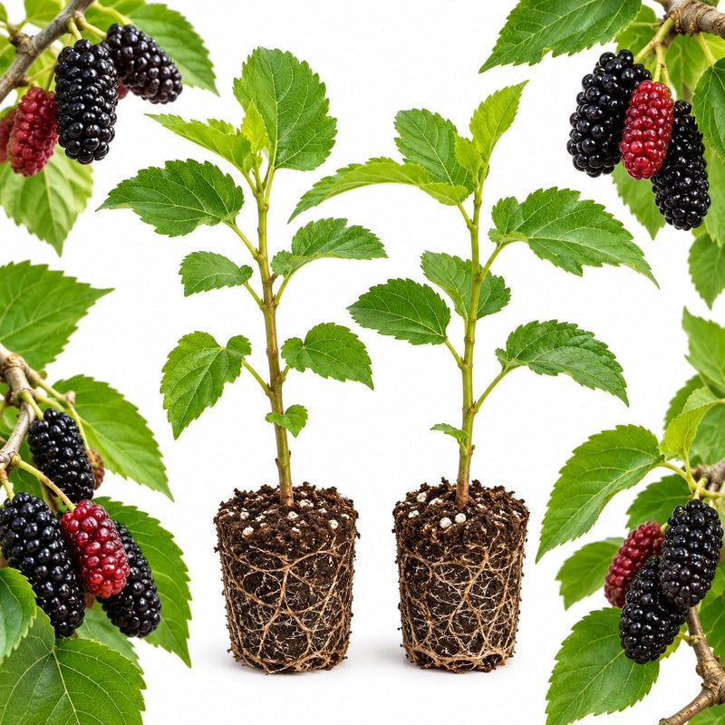 2 Everbearing Mulberry Plants Live for Planting
