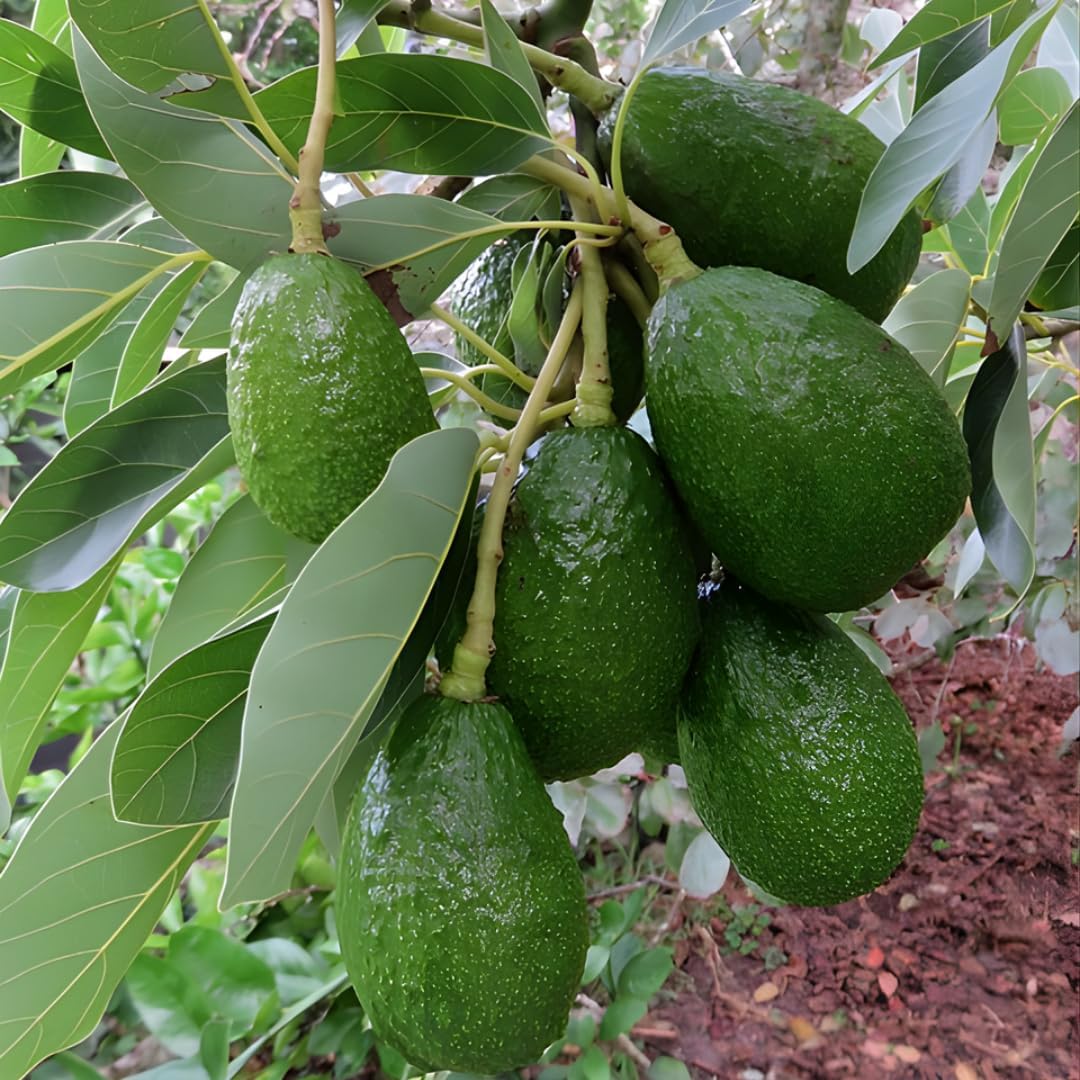 Large HASS Avocado Trees Live Plants | 2.5–3 Ft Tall Potted Plant | Hardy Fruit-Bearing Tree for Indoor and Outdoor Growing | No Ship to CA,HI,AK
