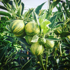 Pink Lemon Tree for Planting | 2.5–3 Feet Tall Live Potted Citrus Plant | Variegated Edible Indoor or Outdoor Fruit Tree for Home Gardens, Patios & Containers | No Ship to CA,HI,AK