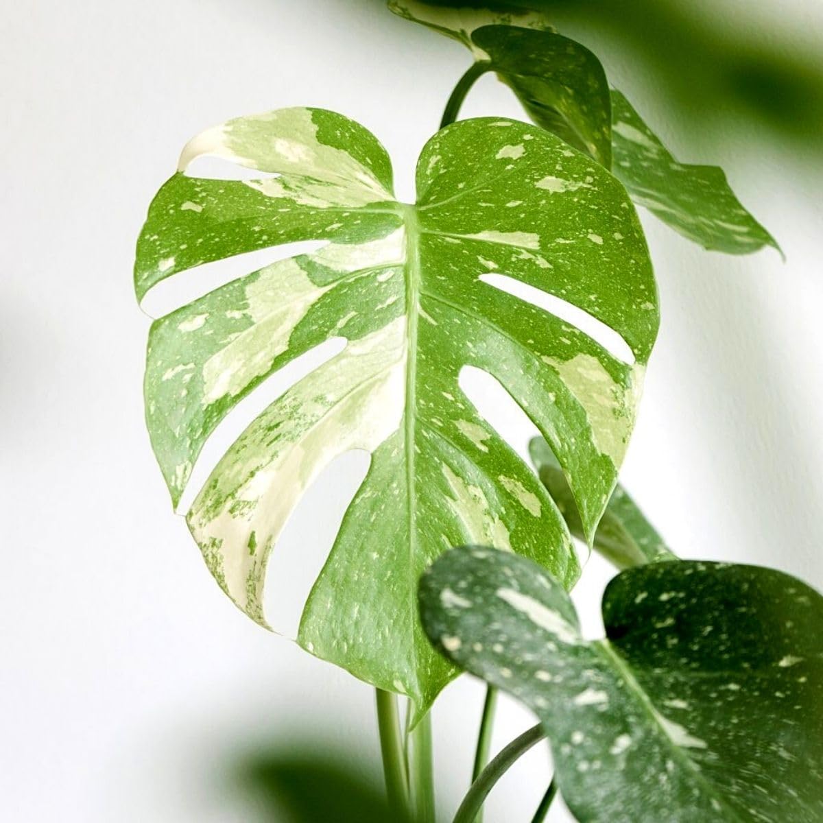 2 Thai Constellation Monstera Plant, Red Philodendron | 2 Collection Rare Houseplants| Size 4-6 Inc | Variegated Leaves Philodendron Plant | Unique Gift for Mom, Friend, Women, Her, Birthday Gifts