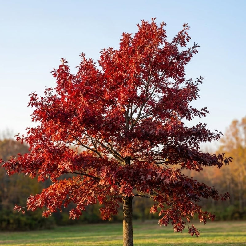 Pin Oak Tree, Quercus Alba in Quart Size, 12-18 Inch Tall Starter, Low Maintenance Majestic Native Shade Tree