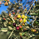 Arbequina Olive Tree Live Plant 2.5–3 Ft| Easy-Grow Olive Variety for Home & Garden (No Ship to CA,HI,AK)