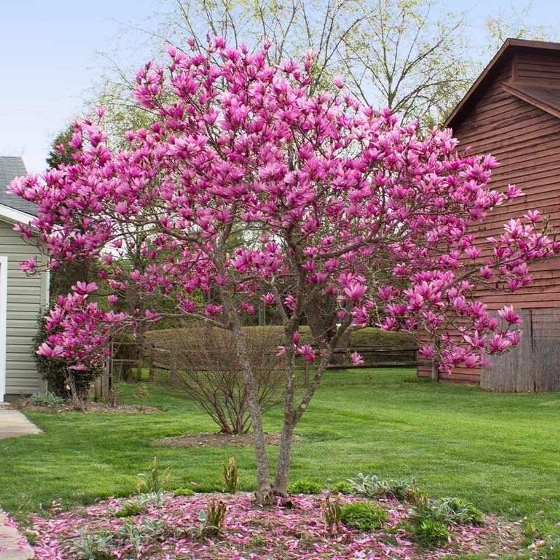 2 Live Ann Magnolia Tree Plants | 8-12 Inch Bare Root Seedlings | Low Maintenance Flowering Deciduous Shrub | Robust Well-Rooted Plants