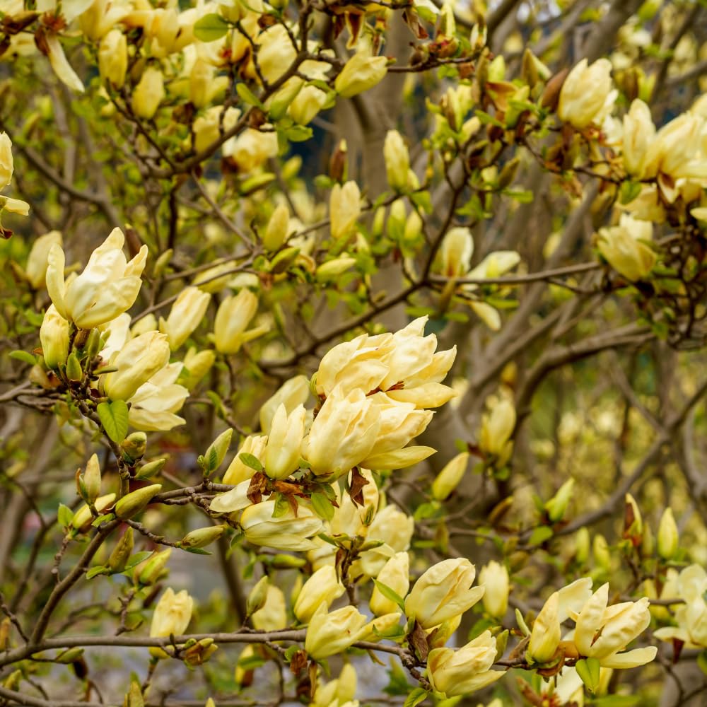 2 Ann Magnolia Tree, 12-18 Inch Tall in 2.5 Inch Pot, Vigorous Spring Bloomer for Sunny Backyard Landscapes, Fragrant Flower Tree