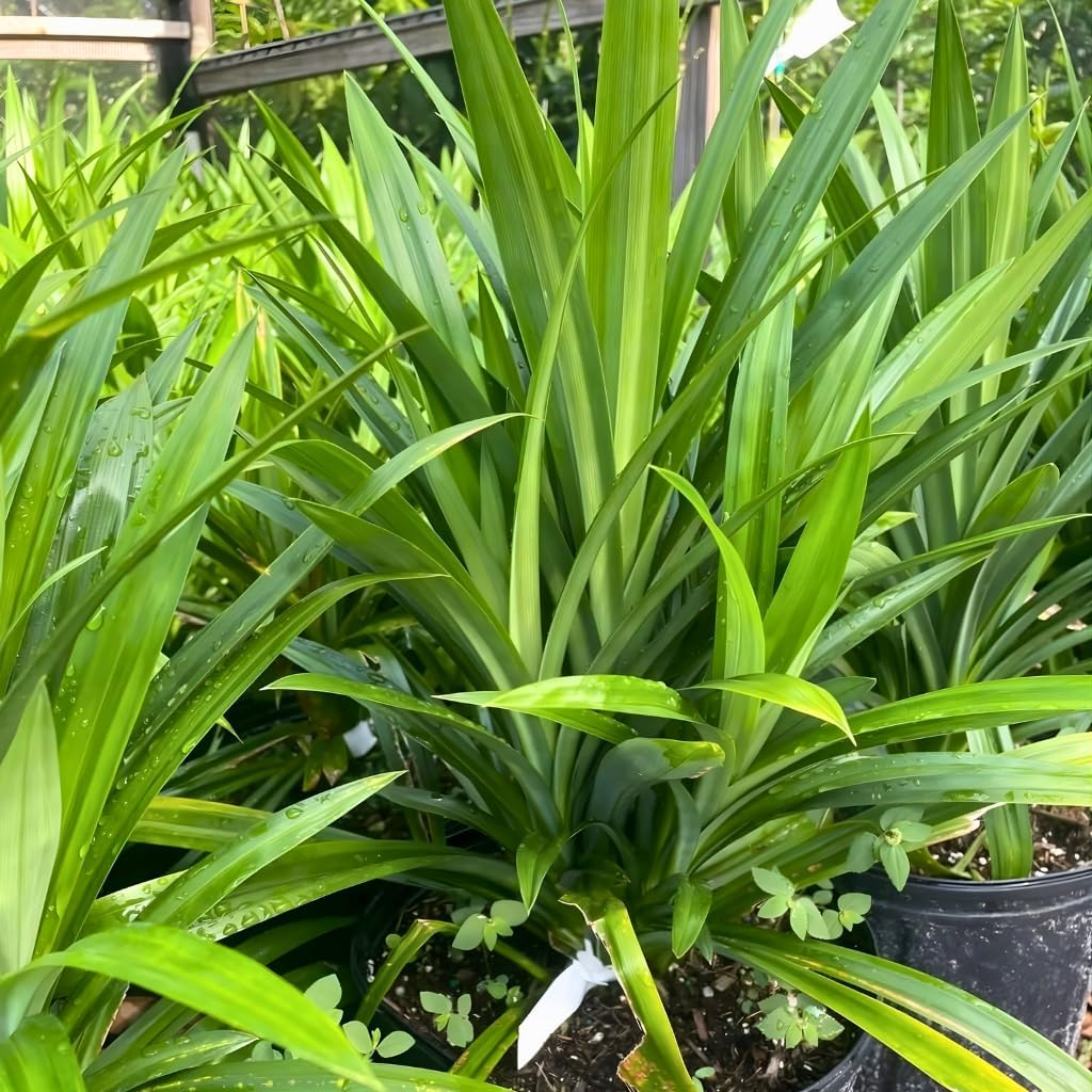 Pandan Plant Live Plants 1–2 Ft | Pandanus Amaryllifolius | Aromatic Leaf Plant for Asian Cooking, Tea, and Home Growing | No Ship to CA,HI,AK