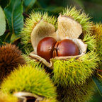 Chestnut Tree Live Plant, 6-10" Tall, Sturdy Cold-Hardy Shade Tree for Edible Landscapes - Sweet Roasting Chestnuts & Broad Canopy for Home Gardens
