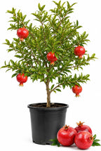 Pomegranate Tree Live Plant, 2-3 Ft Tall in 3 Gallon Pot, Farfianka Pomegranate Fruit Plant, Hardy, Fast-Growing Ornamental Fruit Tree (No Ship to CA,HI,AK)