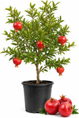 Pomegranate Tree Live Plant, 2-3 Ft Tall in 3 Gallon Pot, Farfianka Pomegranate Fruit Plant, Hardy, Fast-Growing Ornamental Fruit Tree (No Ship to CA,HI,AK)