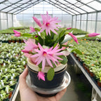 Christmas Cactus Plants Live in 4" Inch Pot | Unique Christmas Cactus Live Plants | Low-Maintenance Indoor Houseplant | Great Holiday Gift for Plant Lovers