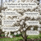 Star Magnolia Tree, 12-18 Inch Tall in 1 Gallon Pot, White Flowering Deciduous Shrub for Backyard and Garden Rows