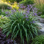 Flax Lily Plants, 4-6 Inch Tall, Grow Robust, Easy to Care Ornamental Foliage for Patio Landscapes