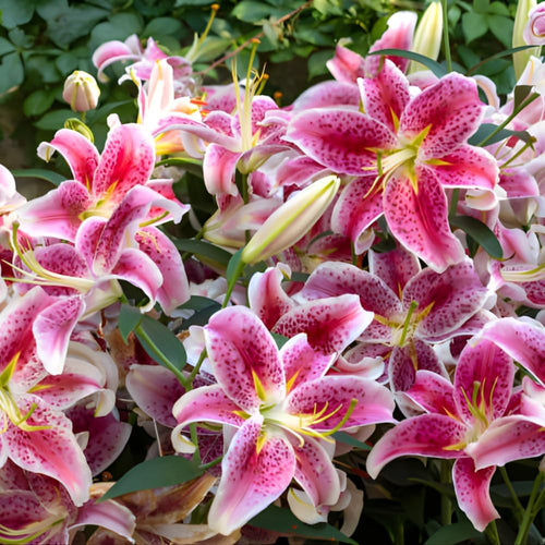 Lilly Bulbs for Planting, Stargazer Lily, 5 Large Bulbs, Intense Scented Oriental Lily for Sunny Patios, Landscapes, and Cutting Gardens