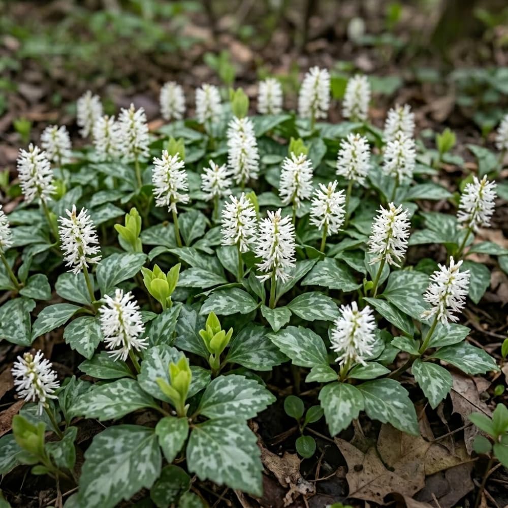 10 Allegheny Spurge Roots, Pachysandra Procumbens, Shady Groundcover for Erosion Control, Cold-Hardy Mountain Spurge