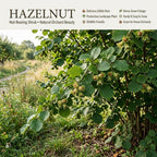 2 Hazelnut Tree Live Plant, 6-10" Tall, Low Maintenance Edible Shrub for Homeowners, Cold-Hardy Starter for Sweet Roasting Nuts & Pralines