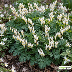 10 Live Dutchman’s Breeches Bare Root Plant, Easy Care, Low Maintenance, Early Spring Blooming Perennial, Ideal for Shade Gardens & Woodland Landscapes
