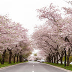 Akebono Cherry Tree Live Plant, 6-12 Inch Tall Starter Plant, Japanese Cherry Blossom Tree, Easy Care Flowering Tree for Planting Outdoors