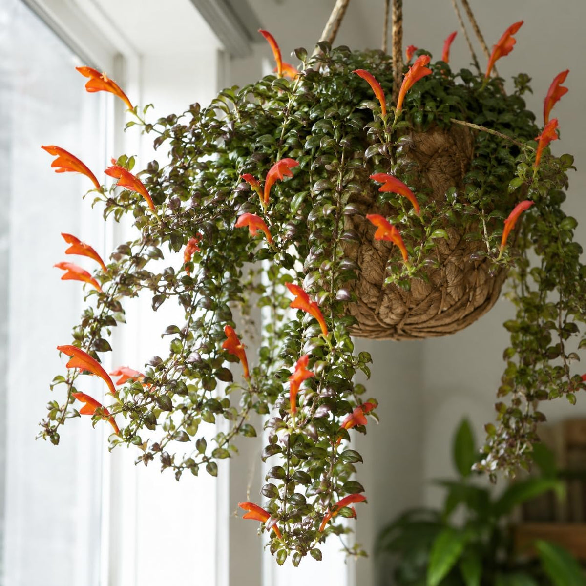 2 Packs Goldfish Plant Live Indoor Houseplant | Tropical Foliage Plant | 4-6 Inch Well Rooted Starter
