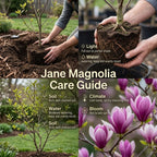 2 Ann Magnolia Tree, 12-18 Inch Tall in 2.5 Inch Pot, Vigorous Spring Bloomer for Sunny Backyard Landscapes, Fragrant Flower Tree
