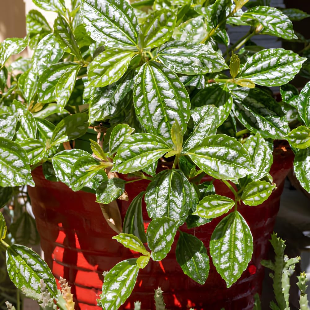 Pilea Cadierei Plant, 4" Potted Watermelon Pilea, High-Vigor Low Maintenance Houseplant for Desks, Pet-Friendly Silver & Green Foliage