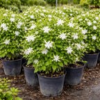 Belle of India Jasmine Plant Live, 4 Inch Tall, Easy Care Indian Jasmine Plant, Fast-Growing, Elegant Fragrant White Flowers for Garden Décor, Patio & Outdoor Spaces
