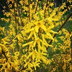 2 Lynwood Gold Forsythia Live Plants | Forsythia Bush Shrubs for Outdoor Planting | 1–2 Feet Tall Bare Root Plants | Ideal for Hedges, Borders, and Landscape Use